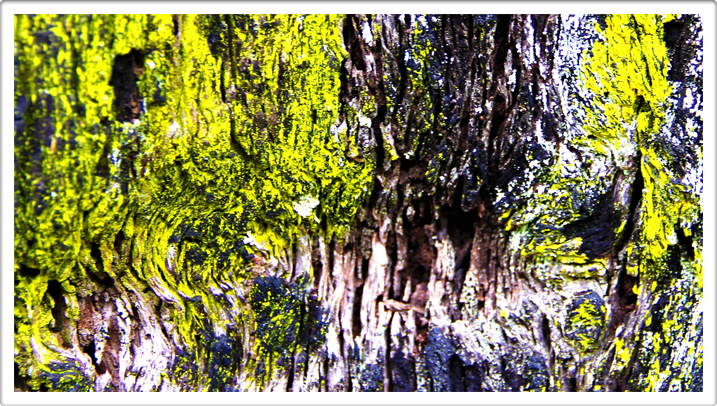 Natural Photography - Earth Art